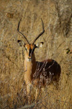 impala etosha