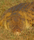 krokodil chobe botswana
