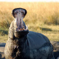 nijlpaard chobe botswana