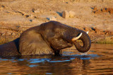 olifant elephant chobe botswana