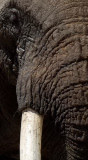 olifant elephant south luangwa zambia