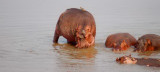 nijlpaarden  hippo south luangwa zambia