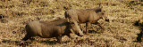 wratttenzijnen warthog south luangwa zambia