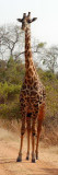 giraf south luangwa zambia