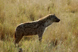 gevlekte hyena serengeti tanzania