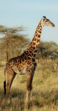 giraf serengeti tanzania