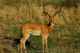 impala serengeti tanzania