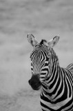 zebra serengeti tanzania