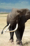 olifant serengeti tanzania