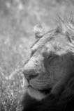 leeuw serengeti tanzania