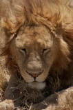 leeuw serengeti tanzania