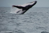 bultrug walvis - humpback whale