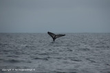 bultrug walvis - humpback whale