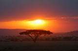 serengeti tanzania